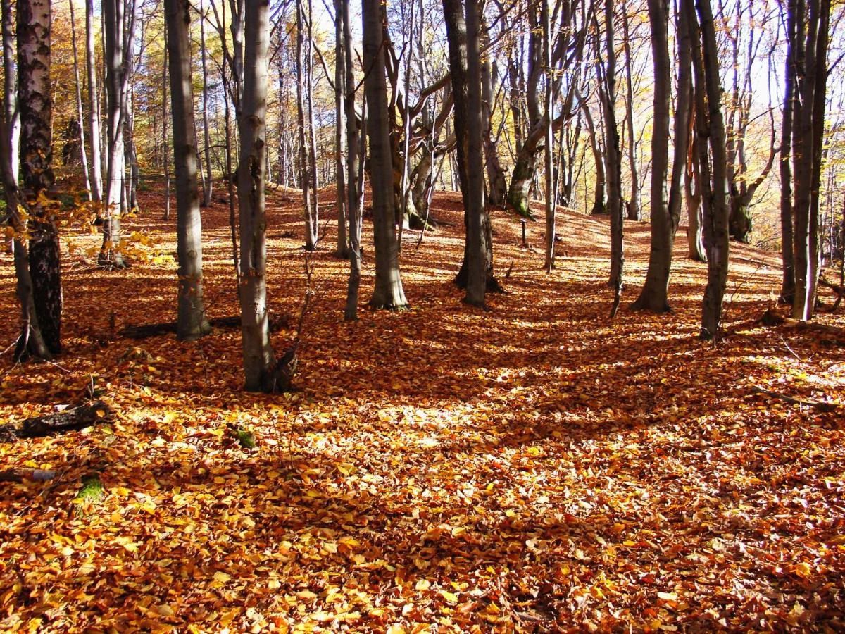 Domek Skowronek Z Basenem Lesko Buitenkant foto